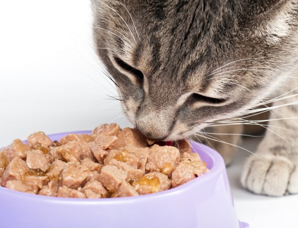 Hranirea unei pisici – sfaturi utile