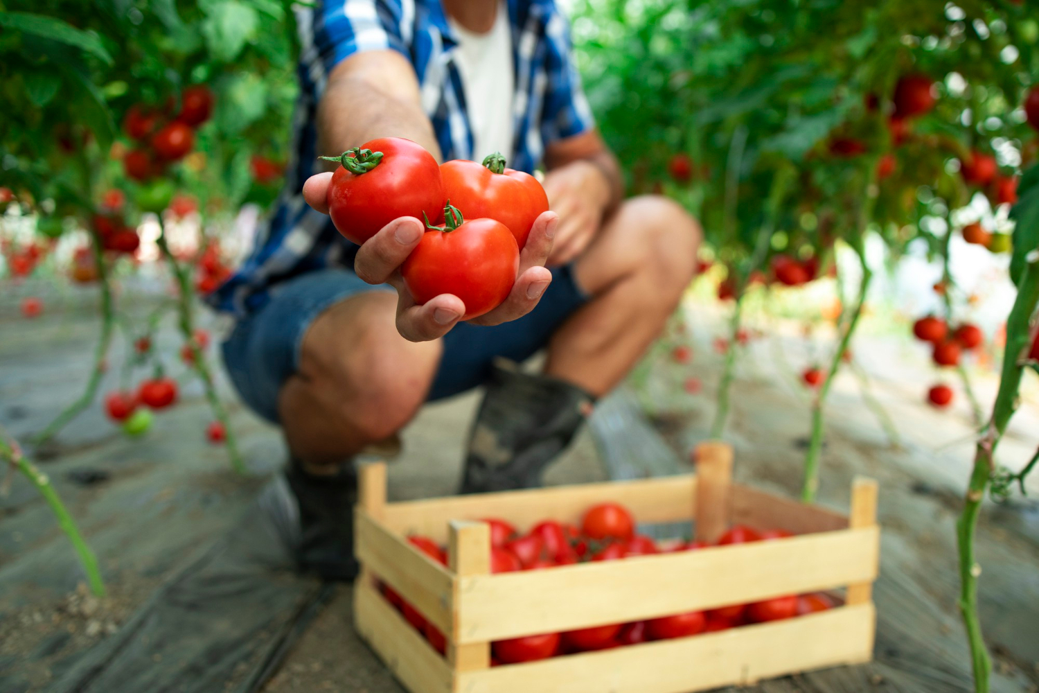 Cat de importante sunt serele pentru agricultura